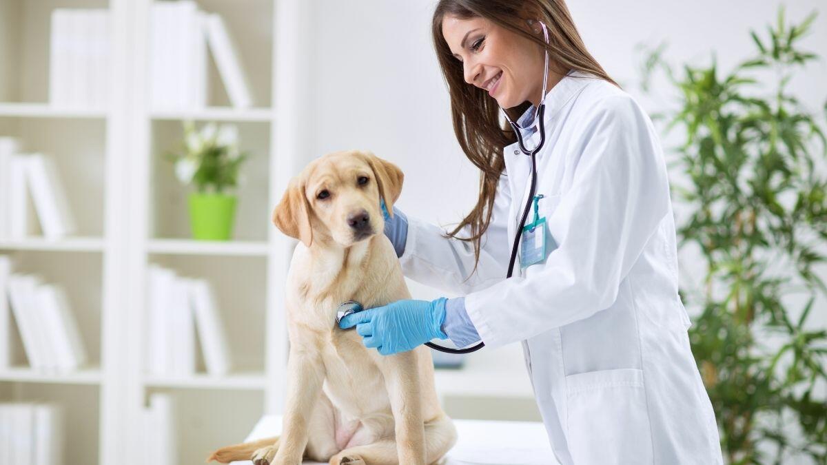 Everything You Need To Know About Becoming A Veterinarian