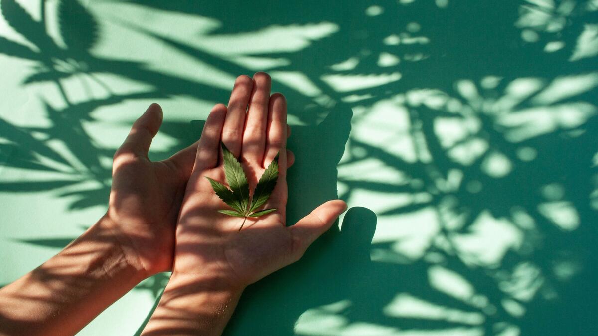 cannabis 