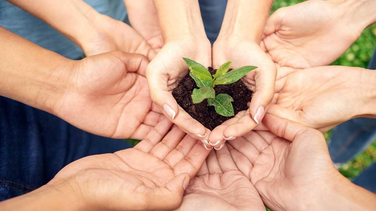 Hands bowl plant