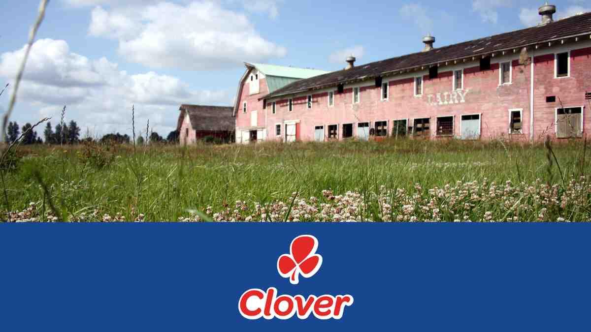 clover