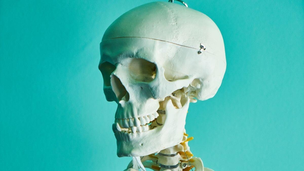 Human skeleton