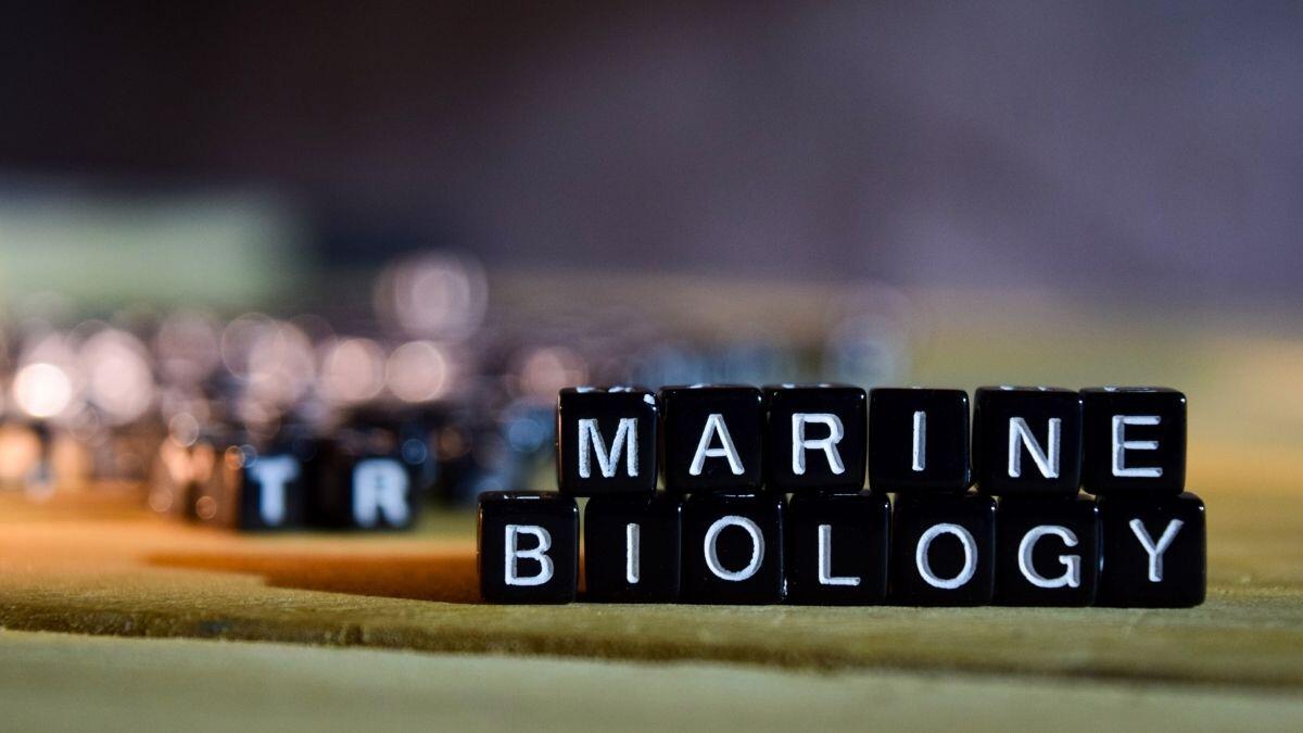 marine biology blocks