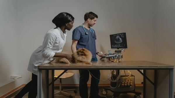 Two vets take a look at dog's ultrasound in an animal clinic